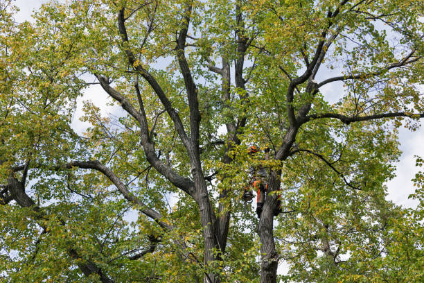 Best Residential Tree Removal  in USA